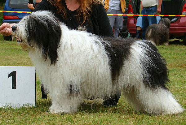 Champion Polski ABEL Dziechcinek