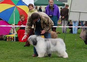 Berbeć Dziechcinek - Junior Winner - pon