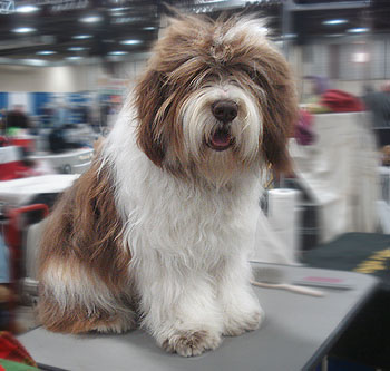 Champion AKC - polish Lowland Sheepdog CIACHO