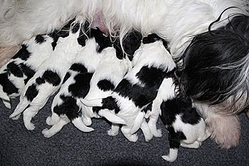 polish lowland sheepdog - puppies