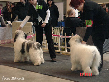 LITHUANIA JUNIOR WINNER - polish lowland sheepdog