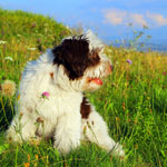 polish sheepdog - DOBRA Dziechcinek