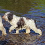 polish sheepdog - DOBRA Dziechcinek