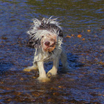 polish sheepdog - DOBRA Dziechcinek