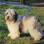 polish sheepdog - DOBRA Dziechcinek