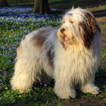 polish sheepdog - DOBRA Dziechcinek