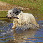 polish sheepdog - Frajda Dziechcinek