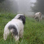 polish sheepdog - Frajda Dziechcinek