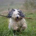 polish sheepdog - Frajda Dziechcinek