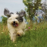 polish sheepdog - Frajda Dziechcinek