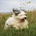 polish sheepdog - Frajda Dziechcinek