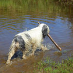 polish sheepdog - Frajda Dziechcinek