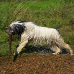 polish sheepdog - Frajda Dziechcinek