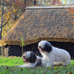 polish sheepdog - Frajda Dziechcinek