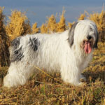 polish sheepdog - Frajda Dziechcinek