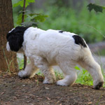 polish sheepdog - GRACJA Dziechcinek