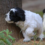 polish sheepdog - GRACJA Dziechcinek