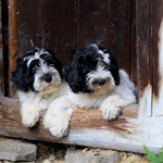 polish sheepdog - GRACJA Dziechcinek