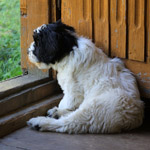 polish sheepdog - GRACJA Dziechcinek