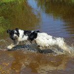 polish sheepdog - GRACJA Dziechcinek