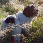 polish sheepdog - GRACJA Dziechcinek