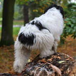 polish sheepdog - GRACJA Dziechcinek