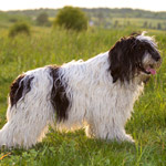 polish sheepdog - GRACJA Dziechcinek