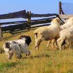 polish sheepdog - GRACJA Dziechcinek