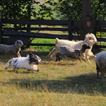 polish sheepdog - GRACJA Dziechcinek