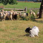 polish sheepdog - GRACJA Dziechcinek