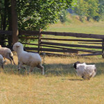 polish sheepdog - GRACJA Dziechcinek