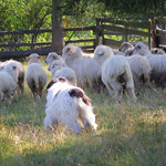 polish sheepdog - GRACJA Dziechcinek