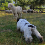 polish sheepdog - GRACJA Dziechcinek