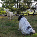 polish sheepdog - GRACJA Dziechcinek