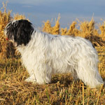 polish sheepdog - GRACJA Dziechcinek