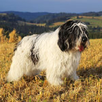 polish sheepdog - GRACJA Dziechcinek