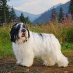 polish sheepdog - GRACJA Dziechcinek