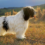 polish sheepdog - GRACJA Dziechcinek