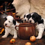 pon Puppies