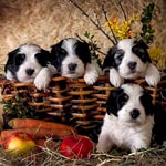 pon Puppies