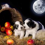 pon Puppies