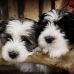 pon Puppies