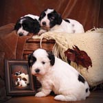 pon Puppies