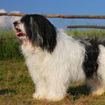 Dziechcinek pons