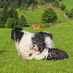 ponki Dziechcinek